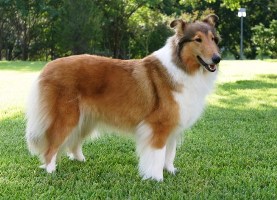 Reveille